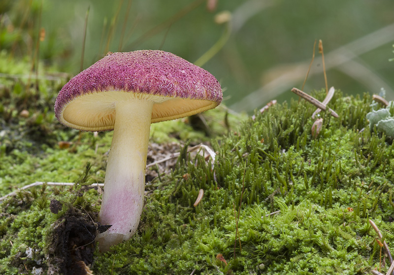 Tricholomopsis rutilans